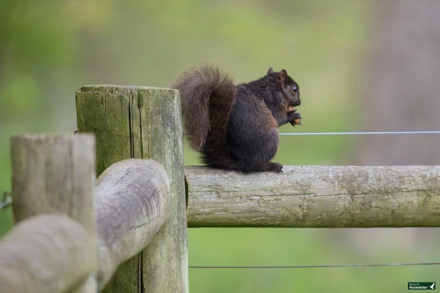 A black squirrel sits on a wooden fence in a lush green park, nibbling on food held in its front paws.