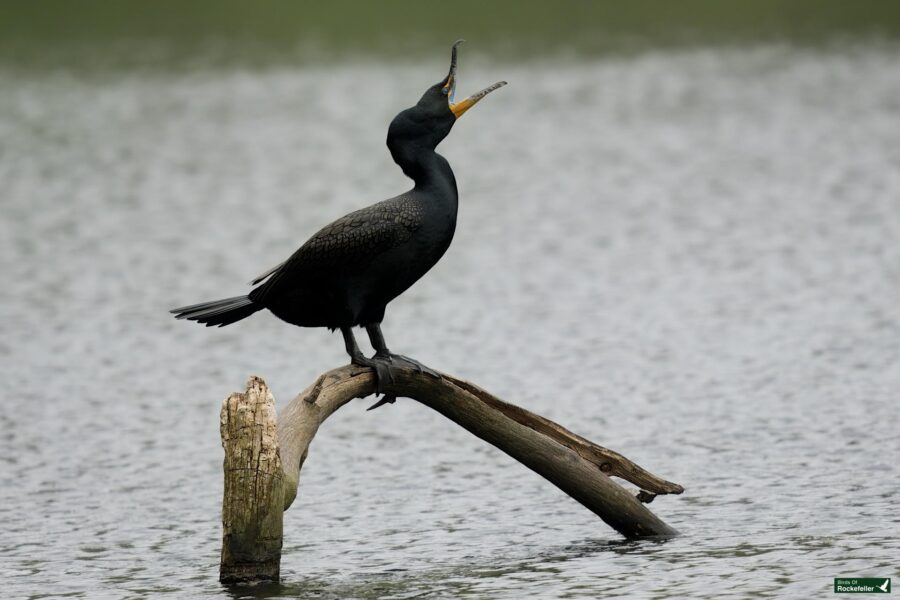 A double-crested cormorant perched on a curved, weathered branch sticking out of a water body, with a soft green backdrop.