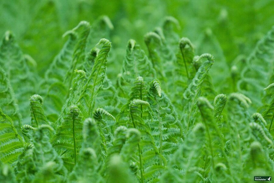 A close-up of vibrant green fern fronds unfurling in a dense pattern, with a blurred background enhancing the focus on the fresh, curly leaves.