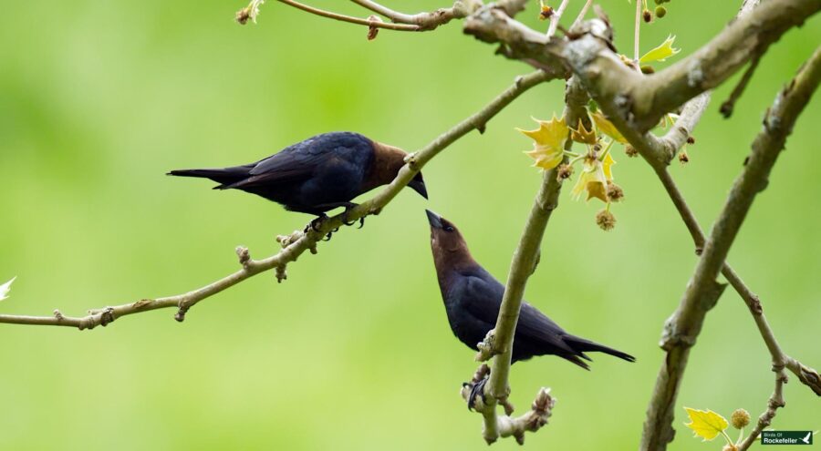 Two brown-headed cowbirds perched on tree branches, facing each other with a green background.