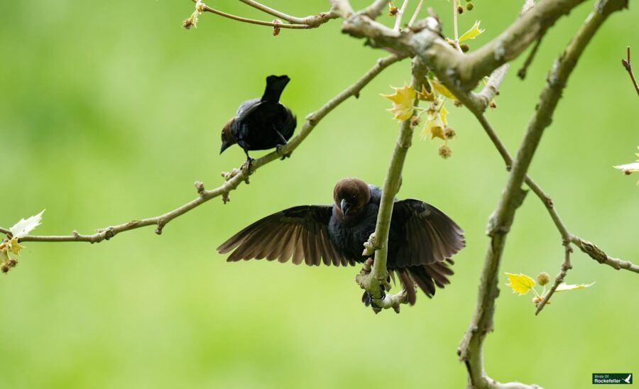 Two brown-headed cowbirds on a branch, one spreading its wings, against a vibrant green background.