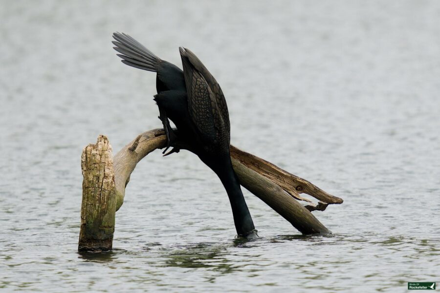 A cormorant stretches to dry its wings on a weathered tree branch sticking out of the water.