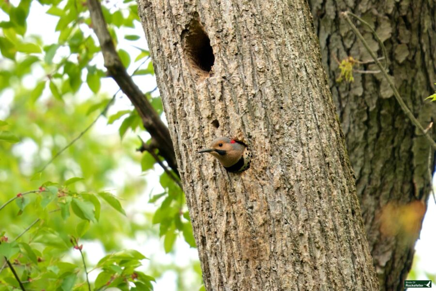 A northern flicker woodpecker peeking out from a hole in a tree trunk, surrounded by green foliage.