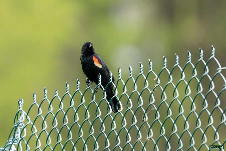 A red-winged blackbird perched on a green chain-link fence with a blurred green background.