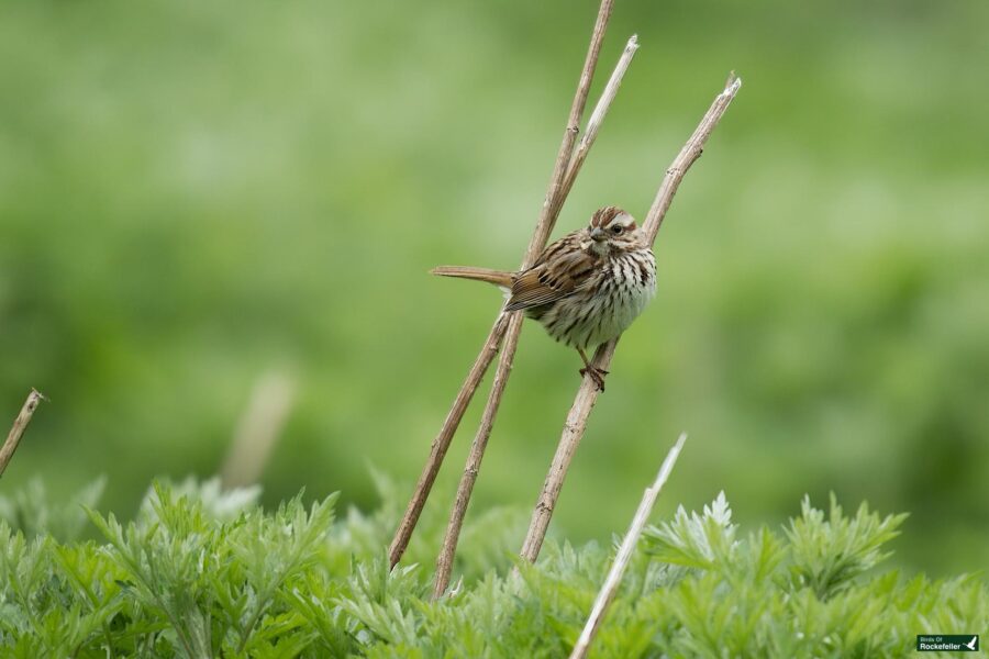 A song sparrow perched on a twig above a lush green field.