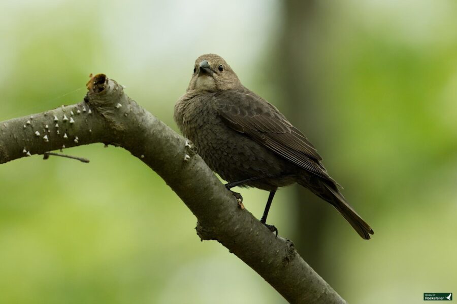 A brown bird perched on a branch with a blurred green background.