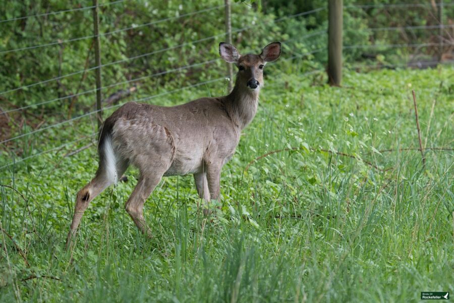 A young deer standing in lush green grass, looking towards the camera, with a fence in the background.