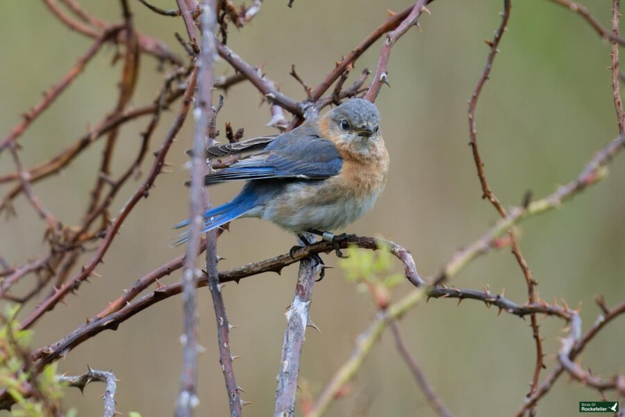 A female eastern bluebird perched on a thorny branch with a blurred green background.