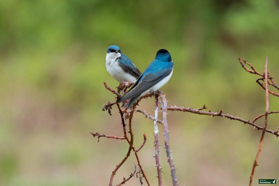 Two tree swallows perched on a branch, one facing forward, the other looking to the side, set against a blurred green background.