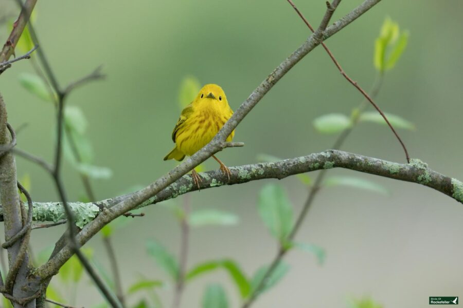 A yellow warbler perched on a thin branch among green leaves, looking directly at the camera with a soft, blurred green background.