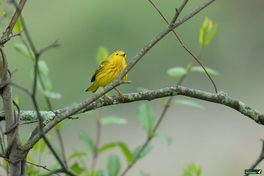 A yellow warbler perched on a thin branch amidst green foliage.