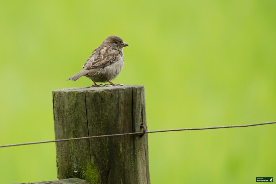 A sparrow perched on a wooden post with a green grassy background.