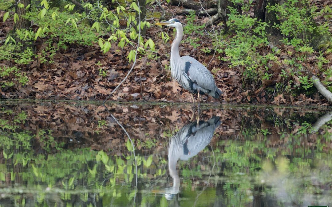 Great Blue Heron – Rockefeller State Park Preserve