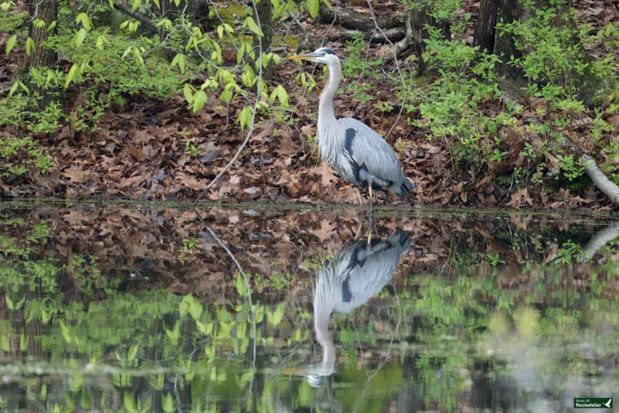 A great blue heron stands by a tranquil forest pond, its reflection clear in the calm water, surrounded by green foliage and fallen leaves.