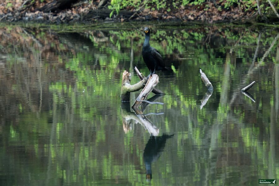 Black bird perched on a branch over a calm pond, with a clear reflection in the water.