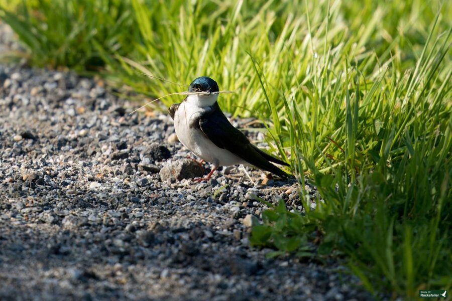 A barn swallow resting on a gravel path beside lush green grass, holding a twig in its beak.