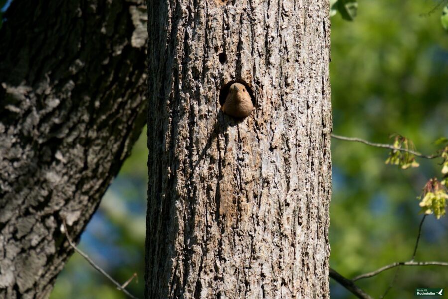 A small bird peeking out from a hole in a textured tree trunk surrounded by green foliage.