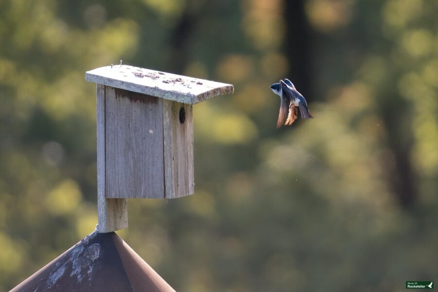 A bird with blue plumage in mid-flight approaching a wooden birdhouse mounted on a pole, set against a soft-focus green background.