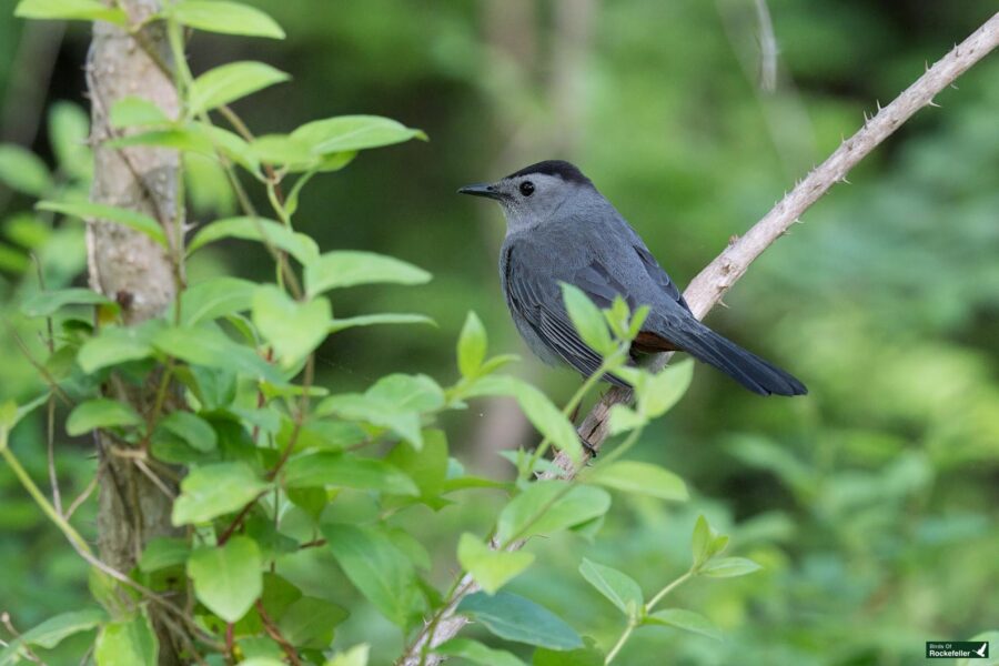 Gray catbird perched on a branch amid green foliage in a natural setting.