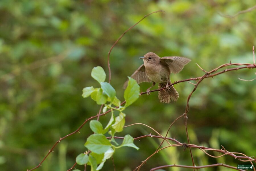 A small bird with brown feathers perched on a thin branch amidst green leaves, flapping its wings gently.