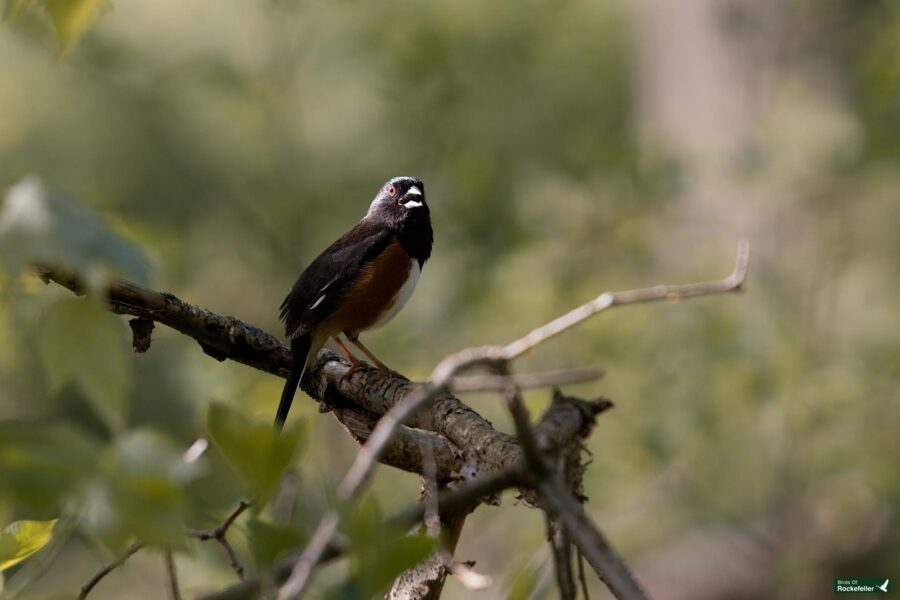 An eastern towhee perched on a thin branch in a lush, green wooded area.