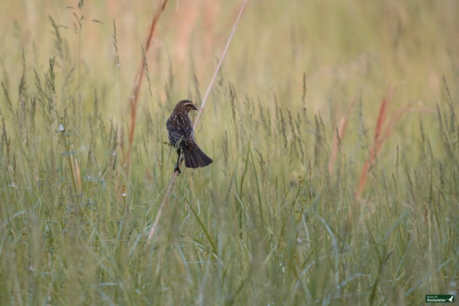 A songbird perched on a slender stalk in a field of tall green grass.