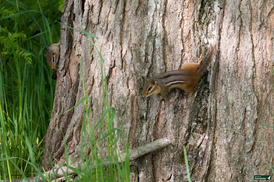 Two chipmunks on a tree trunk in a forest, one in clear view and the other partially hidden, surrounded by green foliage.