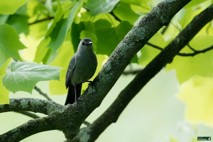 A grey catbird perched on a tree branch, surrounded by vibrant green leaves.