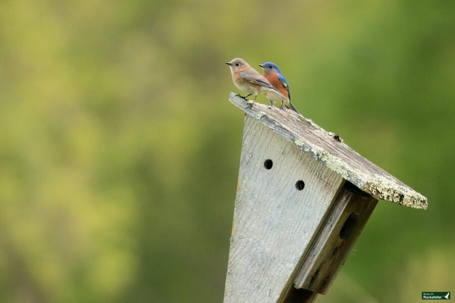 Two eastern bluebirds perched on a wooden birdhouse against a blurred green background.