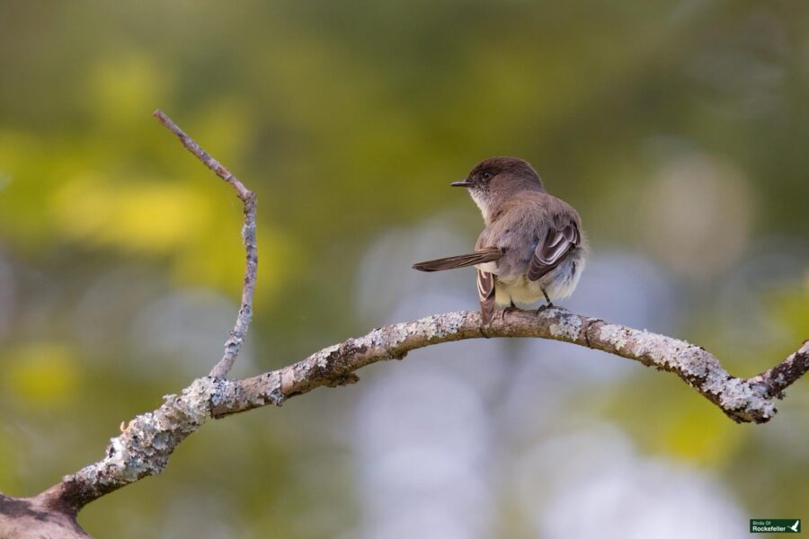 A small bird perched on a lichen-covered branch with a green blurred background.