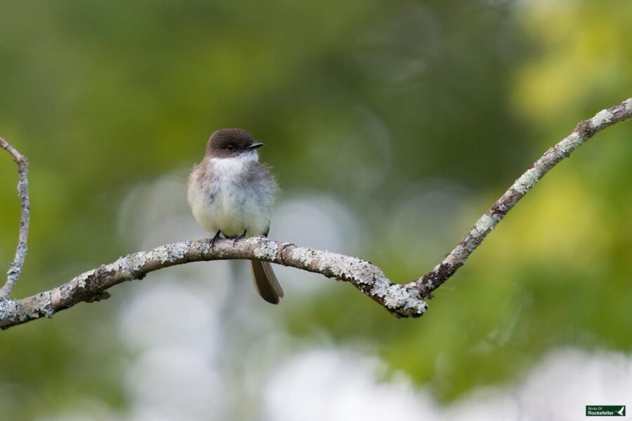 A small bird with a brown head and pale underparts perched on a lichen-covered branch against a blurred green background.