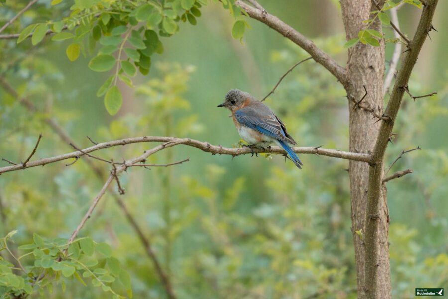 A western bluebird perched on a thin branch, surrounded by lush green foliage, in a natural, tranquil setting.
