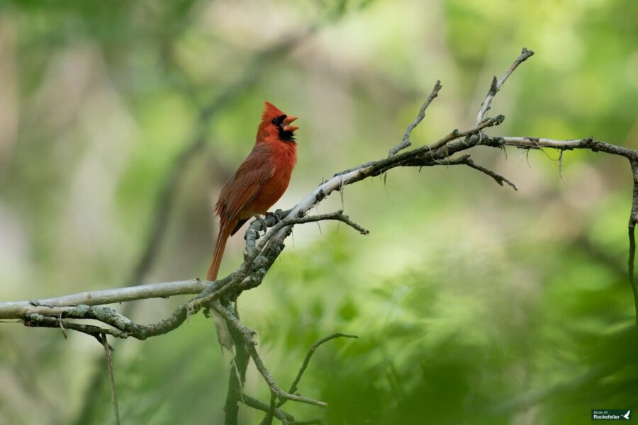 A northern cardinal perched on a bare branch in a lush, green forest.