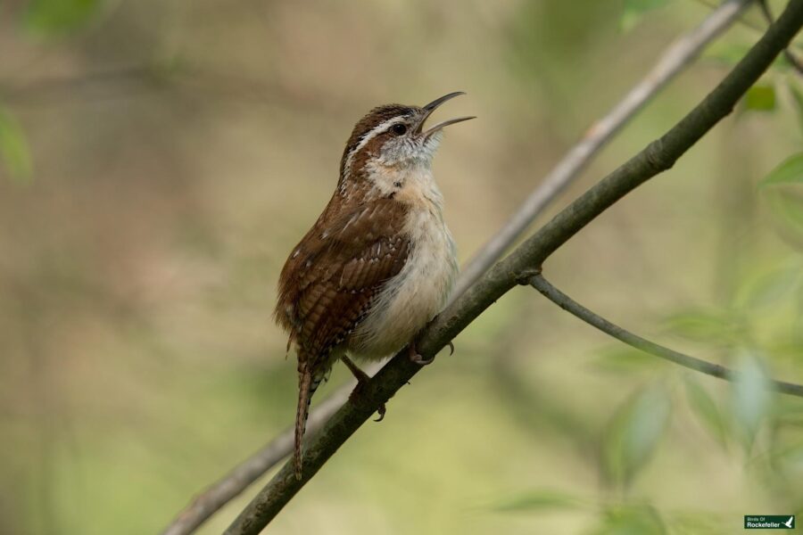 A carolina wren singing perched on a thin branch surrounded by green leaves.