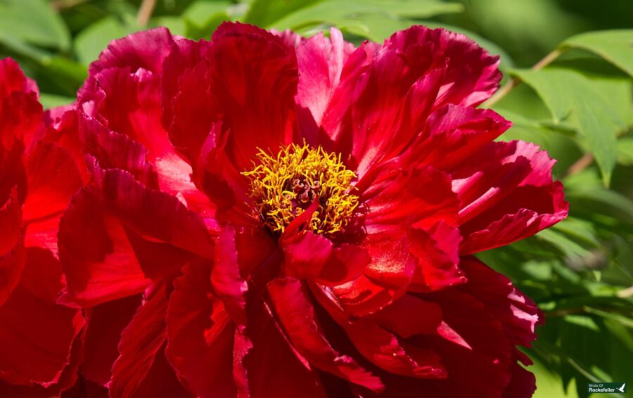 Close-up of a vibrant red peony with ruffled petals and a cluster of yellow stamens, set against a blurred green background.