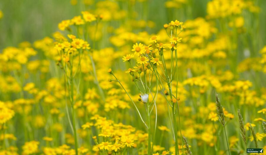 A vibrant field of yellow wildflowers with a small white butterfly perched on one, against a blurred green background.
