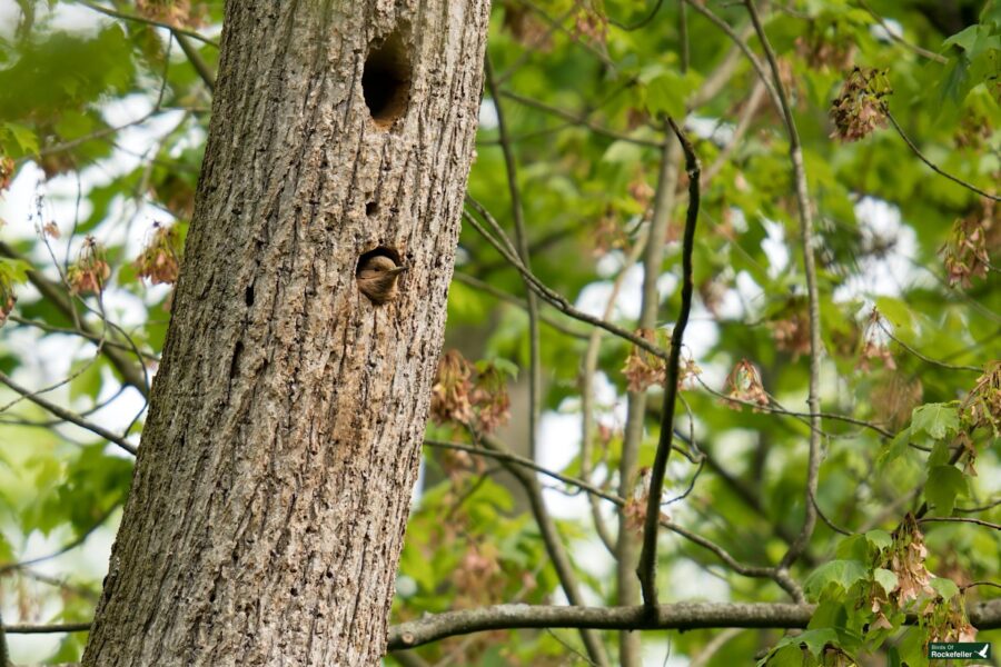 A small bird perches at the entrance of a tree cavity in a lush forest setting.