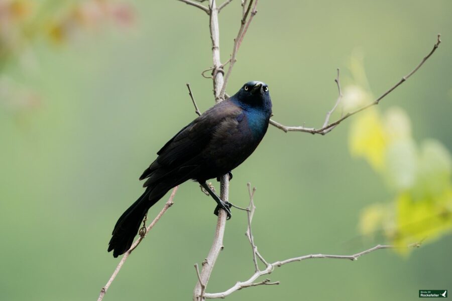 A black bird with iridescent blue and green plumage perched on a bare branch against a blurred green background.