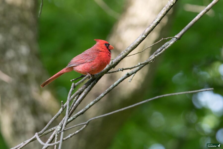 A bright red cardinal perches on a tree branch against a background of green leaves and tree trunks.