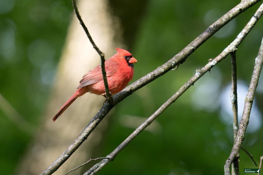 A red cardinal bird with a pointed crest perches on a thin branch against a blurred green background.