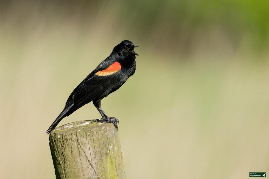 A black bird with a red and yellow patch on its wings is perched on a wooden post, singing with its beak open. The background is blurred with shades of green and beige.