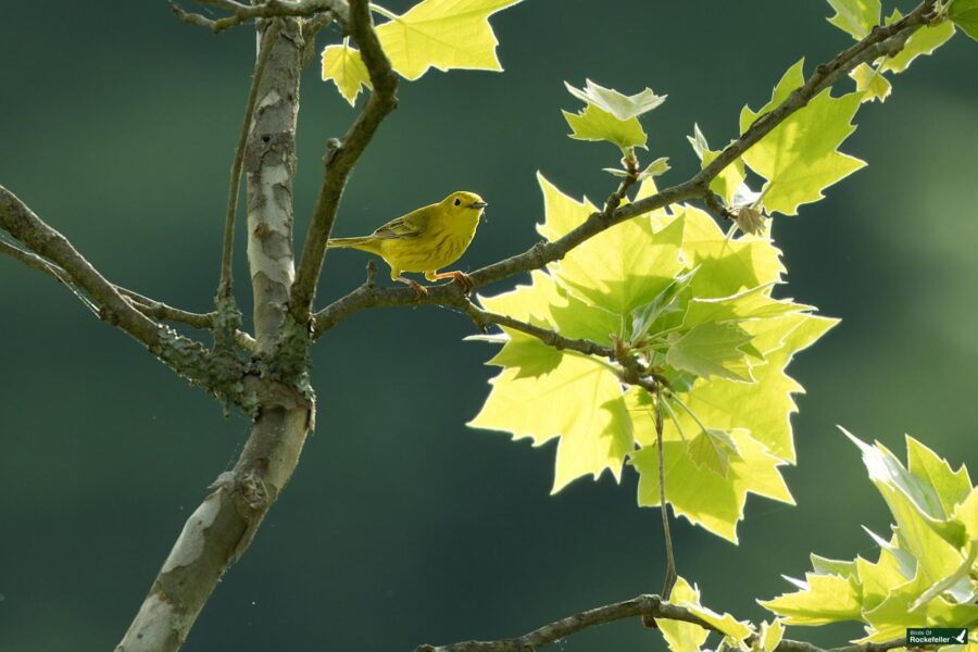 A small yellow bird perched on a branch with bright green leaves against a blurred dark green background.