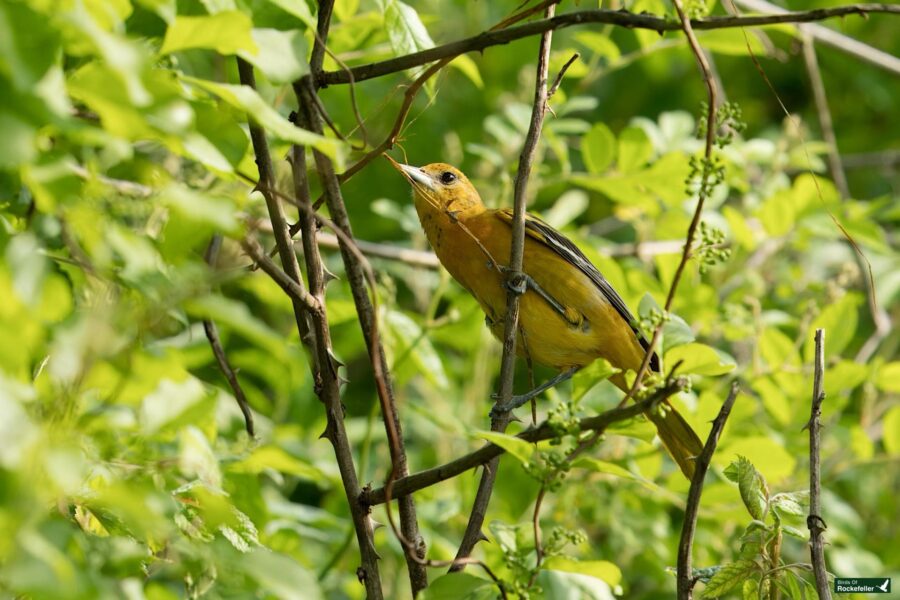 A small yellow bird with black markings on its wings is perched on a branch amidst dense green foliage. The bird appears to be looking upward.