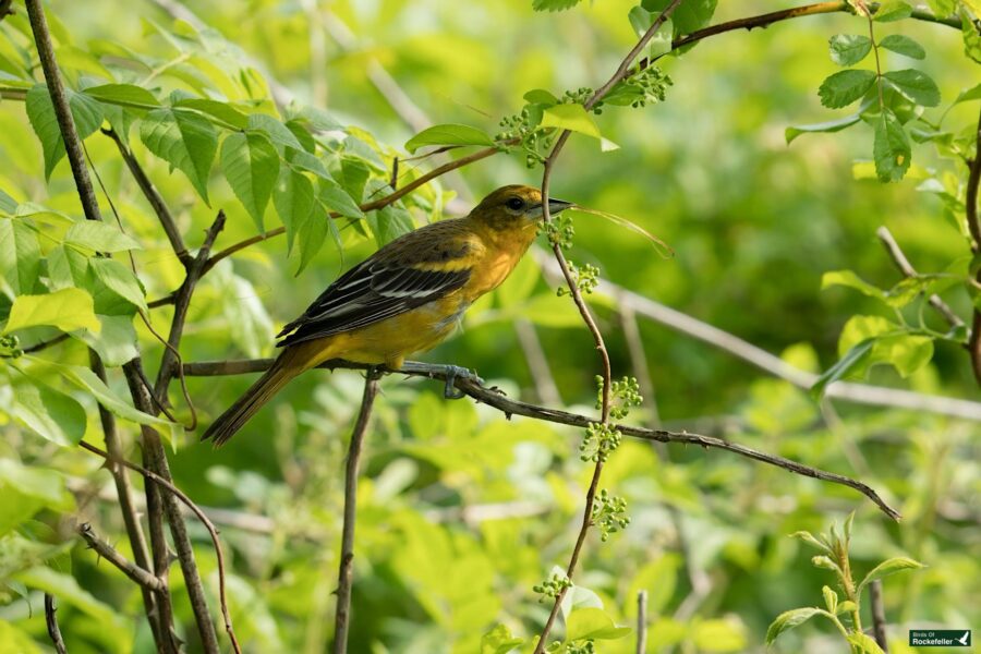 A small bird with yellow and black feathers perched on a branch amidst green foliage. It holds a twig in its beak.