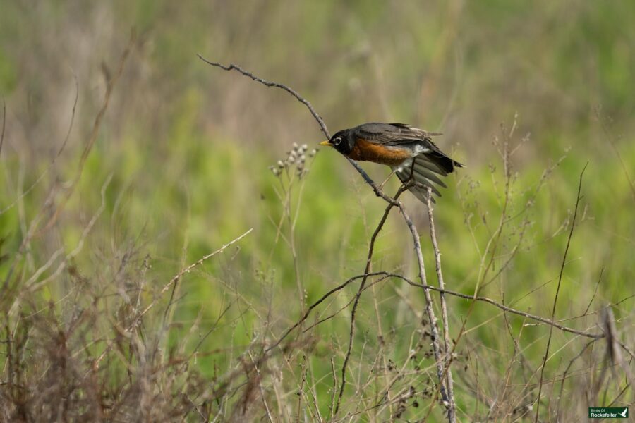 A bird with a brown, orange, and black body perches on a thin branch amid dry vegetation and green foliage.