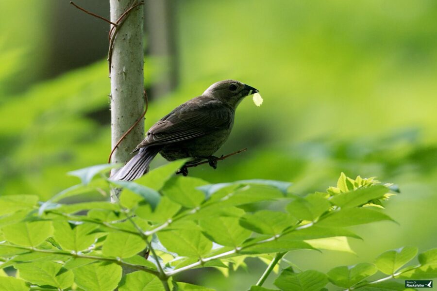 A bird perched on a branch in a green leafy environment, holding a leaf in its beak.