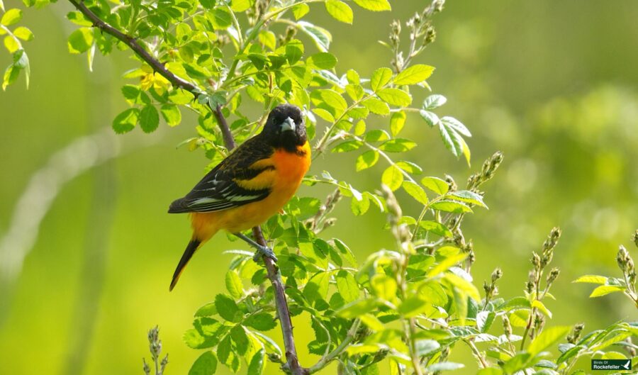 A bright orange and black bird perched on a branch surrounded by green leaves in a lush, natural setting.