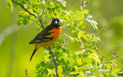 Baltimore Oriole – Rockefeller State Park Preserve