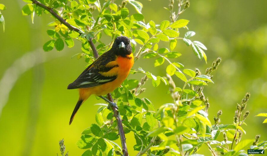 A vibrant Baltimore Oriole with black and orange feathers perched on a leafy green branch.