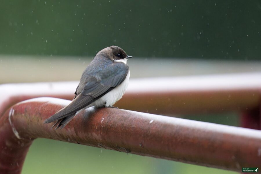 A small bird with dark wings and a white belly is perched on a rusted metal railing with a blurred green background.